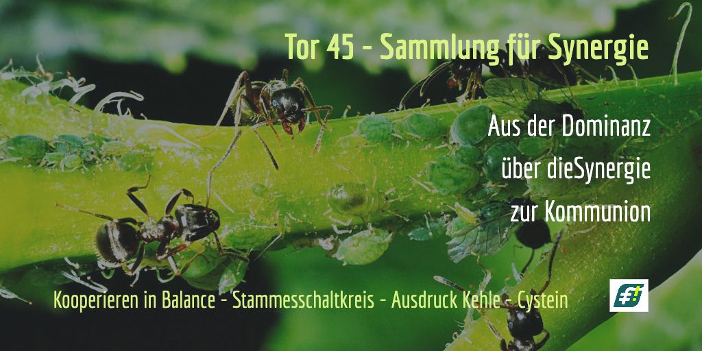 Tor 45 - Die Sammlung - Human Design